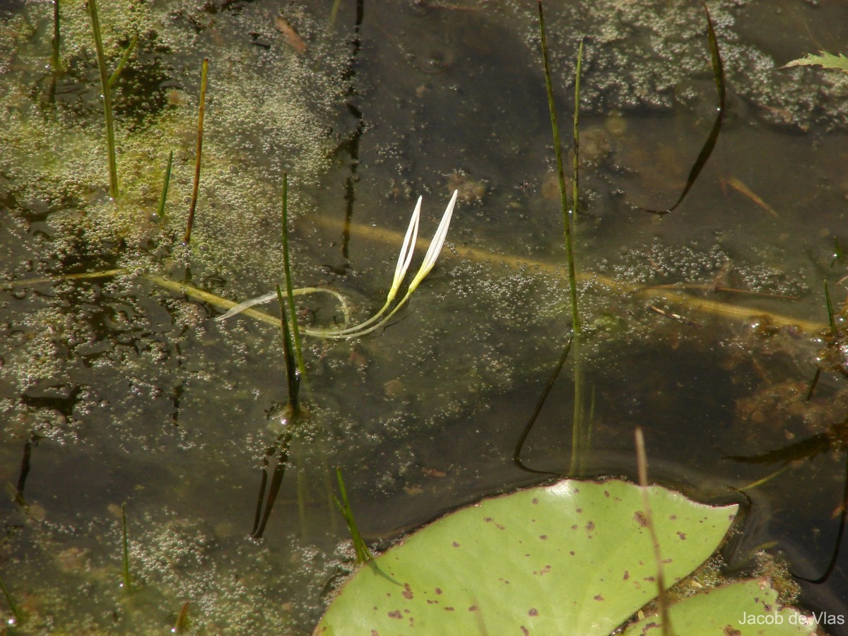 Blyxa octandra (Roxb.) Planch. ex Thwaites